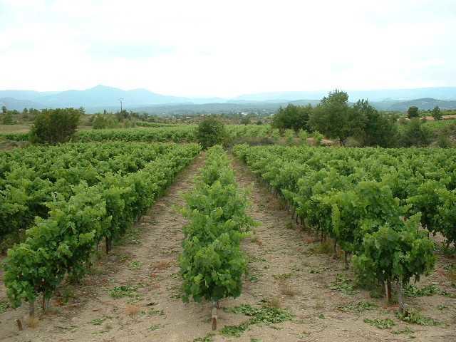 Domaine De Peyre Brune Panzió Beaulieu  Kültér fotó